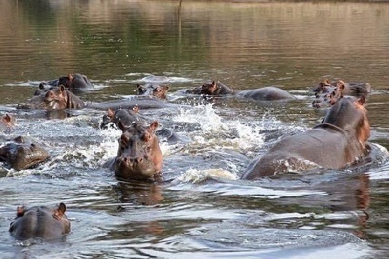 Marre aux Hippopotames
